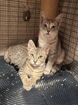 Tabby and Domestic Short Hair Cats Available for Adoption - Mackey And Molly | PetCurious