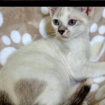 Sierra -  Siamese Cat for Adoption in South Elgin, Illinois - Sierra | PetCurious