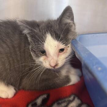 Crunchwrap -  Domestic Short Hair Cat for Adoption in South Haven, Michigan - Crunchwrap | PetCurious