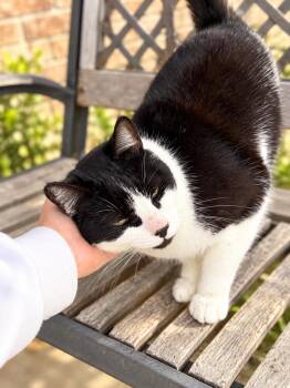 Boots CS -  Tuxedo Cat for Adoption in Napa, California - Boots CS | PetCurious