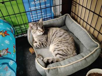 Domestic Short Hair Cats Available for Adoption - Moonlight Path Bonded With Warm Sugar | PetCurious