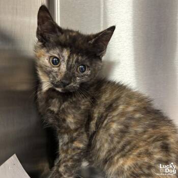 Kia -  Domestic Short Hair Cat for Adoption in Washington, District Of Columbia - Kia | PetCurious