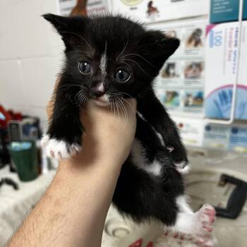 Dmitri -  Domestic Short Hair Cat for Adoption in Birmingham, Alabama - Dmitri | PetCurious