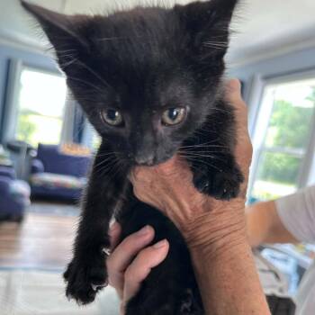 Dora May -  Domestic Short Hair Cat for Adoption in Woodstock, Virginia - Dora May | PetCurious