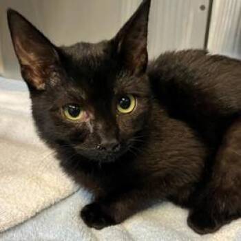 Kiki -  Domestic Short Hair Cat for Adoption in New York, New York - Kiki | PetCurious