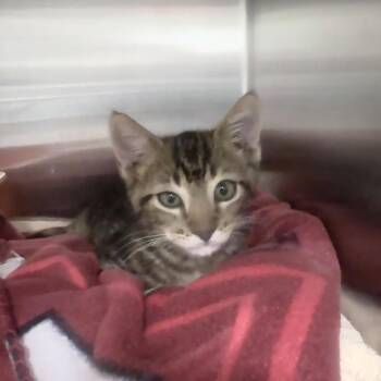 Rufus -  Domestic Short Hair Cat for Adoption in Jupiter, Florida - Rufus | PetCurious