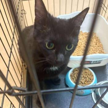 Domestic Short Hair Cats Available for Adoption in Gadsden, Alabama - Ivypebble | PetCurious