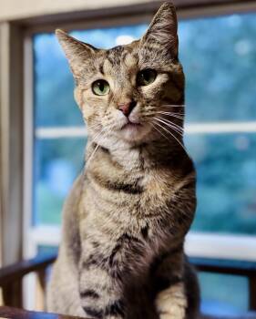 Rescue Domestic Short Hair Cats for Adoption in Rixeyville, Virginia - Camper | PetCurious