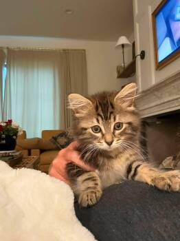Anastasia -  Tabby and Domestic Medium Hair Cat for Adoption in Clarksville, Tennessee - Anastasia | PetCurious