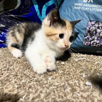 Mookaite -  Domestic Short Hair Cat for Adoption in Philadelphia, Pennsylvania - Mookaite | PetCurious