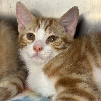Tangerine -  Domestic Medium Hair Cat for Adoption in Asheville, North Carolina - Tangerine | PetCurious