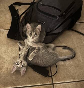Ronaldo Allstar Bonded With Messi -  Tabby and Domestic Short Hair Cat for Adoption in Chandler, Arizona - Ronaldo Allstar Bonded With Messi | PetCurious