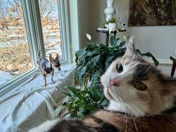 Manx and Domestic Short Hair Cats Available for Adoption - Margie | PetCurious