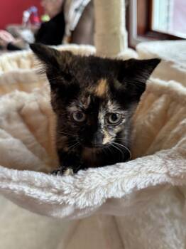 Shiitake -  Domestic Short Hair Cat for Adoption - Shiitake | PetCurious