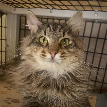 Nathan Fielder -  Domestic Long Hair Cat for Adoption in Chicago, Illinois - Nathan Fielder | PetCurious