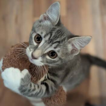 Smithfield -  Domestic Short Hair Cat for Adoption in Gibsonia, Pennsylvania - Smithfield | PetCurious