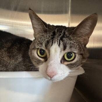 Queenie -  Domestic Medium Hair Cat Available for Adoption in Alexandria, Virginia - Queenie | PetCurious