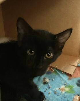 Chromatica -  Domestic Short Hair Cat for Adoption in Santa Rosa, California - Chromatica | PetCurious