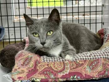 Domestic Short Hair Cats Available for Adoption in Winton, North Carolina - Violet | PetCurious