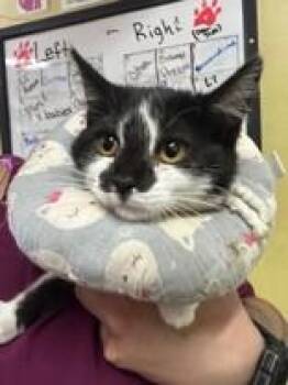 Okra -  Domestic Short Hair Cat for Adoption in Manitowoc, Wisconsin - Okra | PetCurious