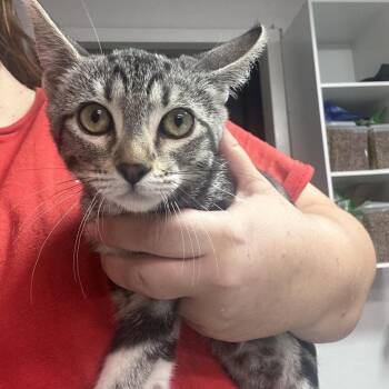 Fast Forward -  Domestic Short Hair Cat for Adoption in Leander, Texas - Fast Forward | PetCurious