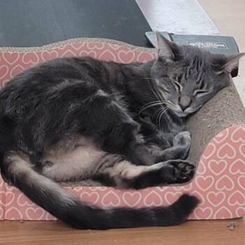 Meelo (Formerly Parker) -  Domestic Short Hair and Mixed Breed Cat for Adoption in Webster, Texas - Meelo (Formerly Parker) | PetCurious