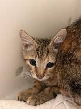 #4 -  Domestic Short Hair Cat for Adoption in Honolulu, Hawaii - #4 | PetCurious