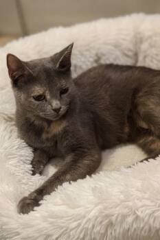 Rescue Domestic Short Hair and American Shorthair Cats for Adoption in Bedford, Indiana - Ash | PetCurious