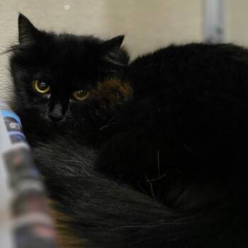 Maple -  Domestic Long Hair Cat Available for Adoption in Chatham, Virginia - Maple | PetCurious