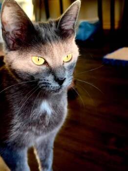 Sapphire -  Domestic Short Hair Cat for Adoption in Houston, Texas - Sapphire | PetCurious