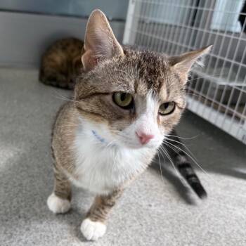 Simon -  Domestic Short Hair Cat for Adoption in Chicago, Illinois - Simon | PetCurious