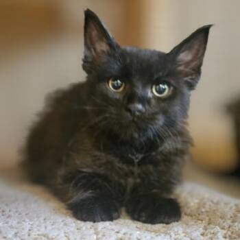 Nico -  Domestic Medium Hair Cat for Adoption in Barron, Wisconsin - Nico | PetCurious