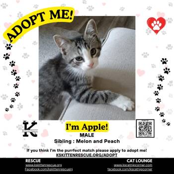 Apple -  Domestic Short Hair Cat for Adoption in OSBORNVILLE, New Jersey - Apple | PetCurious