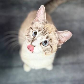 Siamese Cats Available for Adoption in Boerne, Texas - Mint Julep | PetCurious
