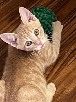 Apollo -  Domestic Short Hair Cat for Adoption in Magnolia, Texas - Apollo | PetCurious