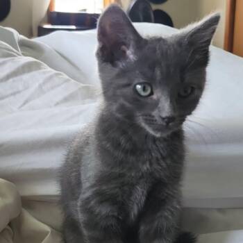 Horton -  Domestic Short Hair Cat for Adoption in Belleville, Illinois - Horton | PetCurious