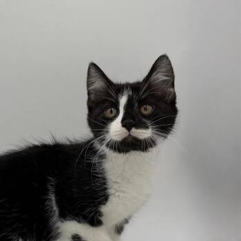 Hawthorne -  Domestic Short Hair Cat for Adoption in State College, Pennsylvania - Hawthorne | PetCurious