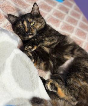 Domestic Short Hair Cats Available for Adoption - Hazel | PetCurious