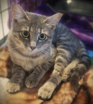 Rescue Tabby Cats for Adoption in Fort Myers, Florida - Passat | PetCurious