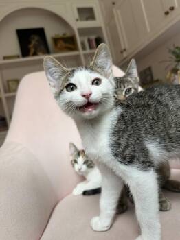 Tabby and Domestic Short Hair Cats Available for Adoption in Walnut Creek, California - Laurent | PetCurious