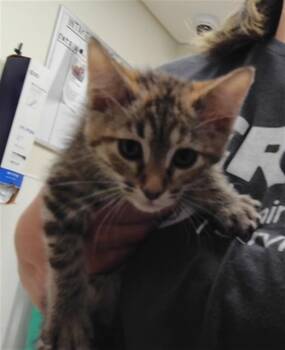 SANDY -  Domestic Medium Hair and Domestic Short Hair Cat for Adoption in Albuquerque, New Mexico - SANDY | PetCurious