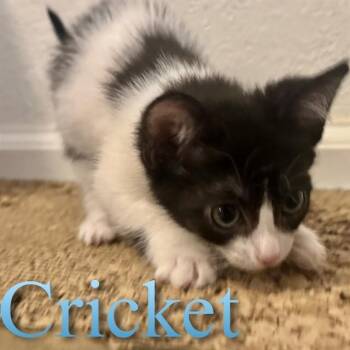 CRICKET -  Domestic Medium Hair Cat for Adoption in Auburn, California - CRICKET | PetCurious