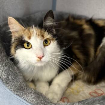 Domestic Long Hair Cats Available for Adoption in Bardstown, Kentucky - Molly | PetCurious