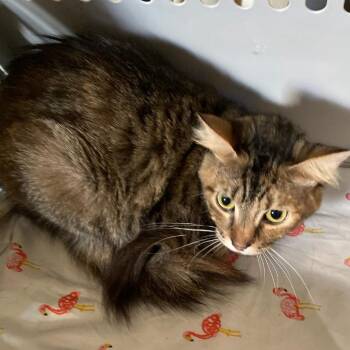 CARLEY -  Domestic Short Hair Cat for Adoption in Memphis, Tennessee - CARLEY | PetCurious