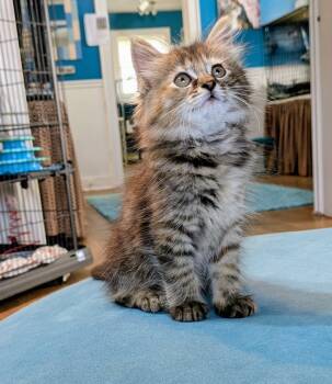 Domestic Long Hair Cats Available for Adoption - Granola | PetCurious