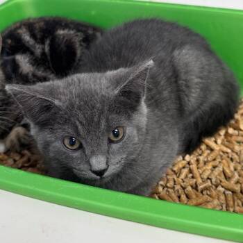 Feral Jackson -  Domestic Short Hair Cat for Adoption in Columbiana, Alabama - Feral Jackson | PetCurious