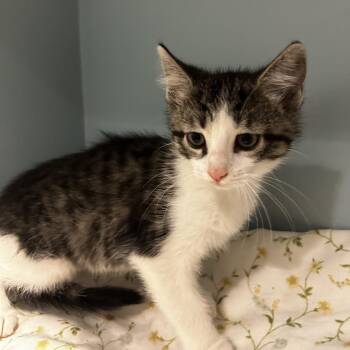 Sparkle -  Domestic Short Hair Cat for Adoption in Chattanooga, Tennessee - Sparkle | PetCurious