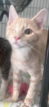 Lucas -  Domestic Short Hair Cat for Adoption in Cumming, Georgia - Lucas | PetCurious