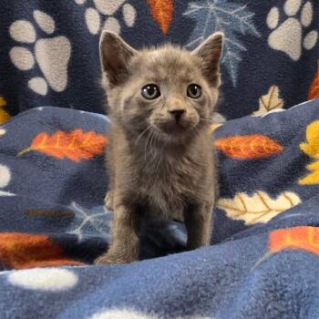 Domestic Short Hair Cats Available for Adoption in Eureka Springs, Arkansas - Sir Sausage | PetCurious