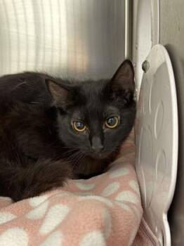 Domestic Medium Hair Cats Available for Adoption in Sacramento, California - Dorothy | PetCurious